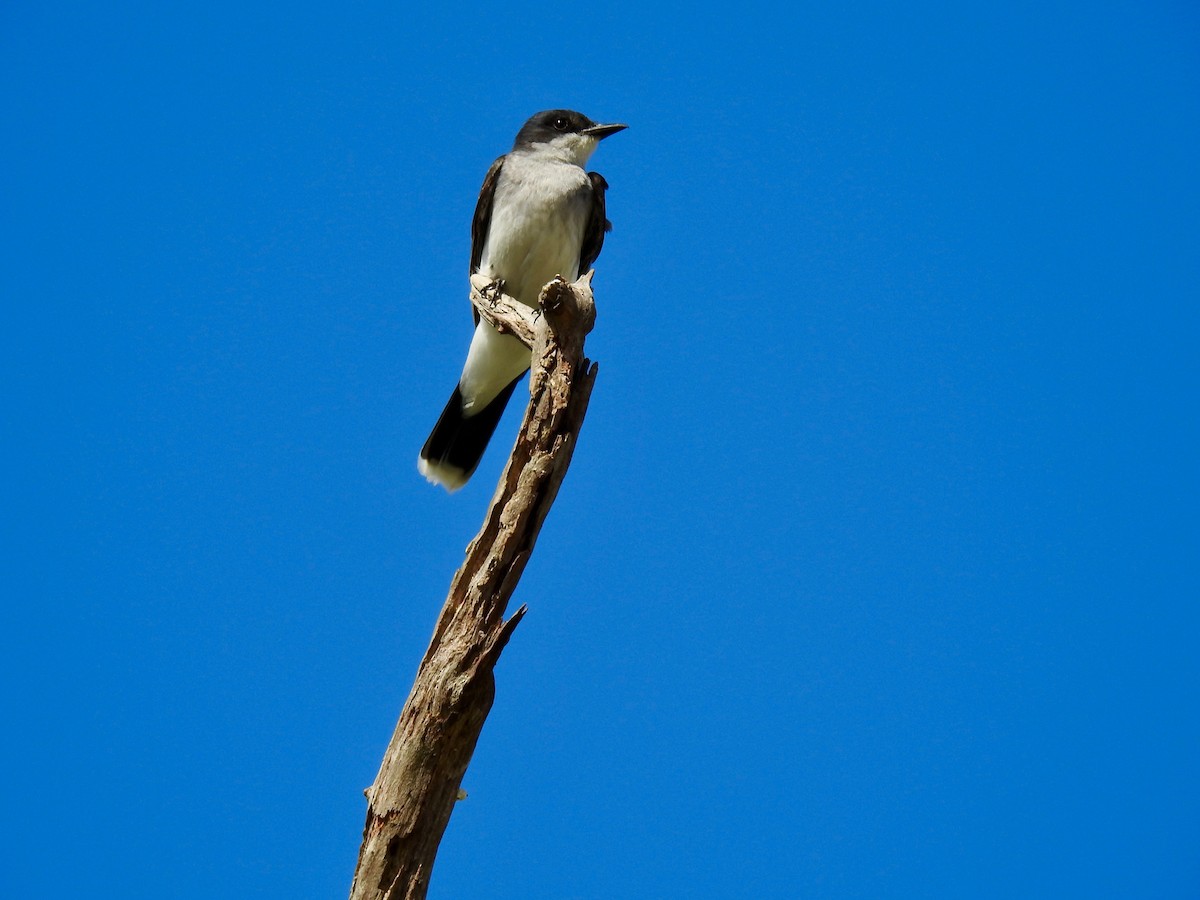 Eastern Kingbird - ML620919298