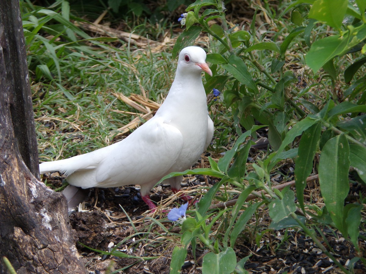 Rock Pigeon (Feral Pigeon) - ML620919326