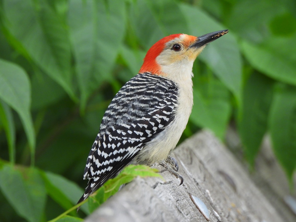 Red-bellied Woodpecker - ML620919332