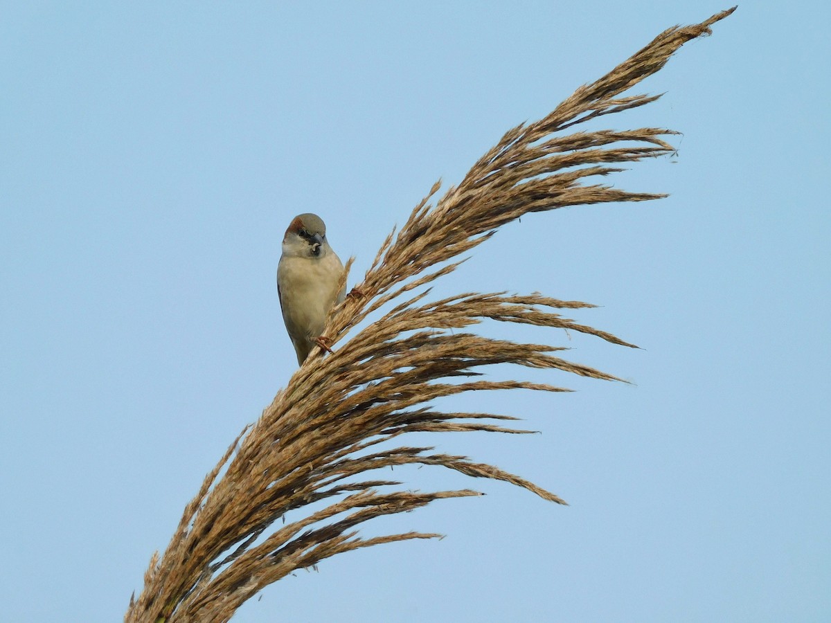 Moineau du Sind - ML620919365