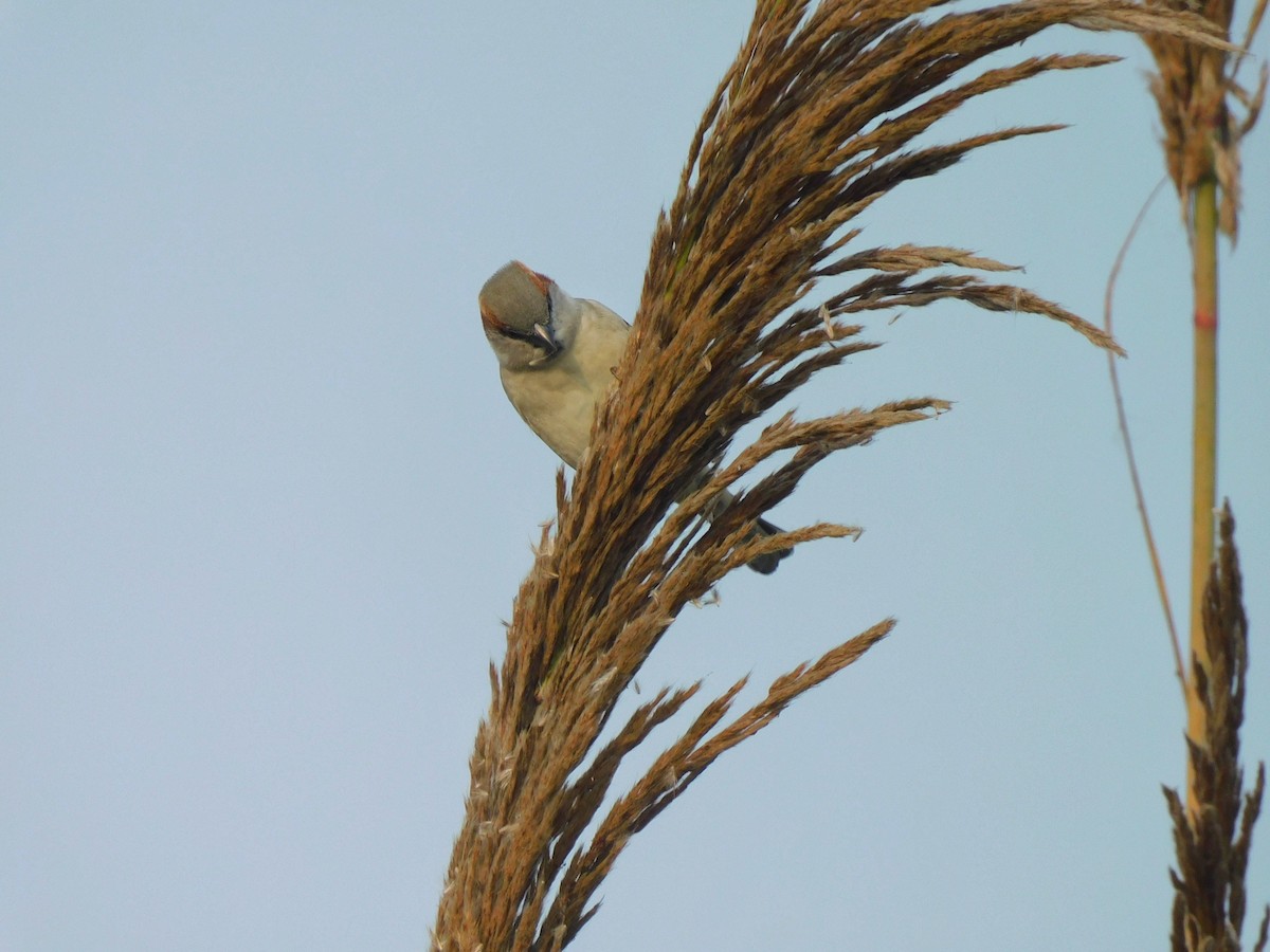 Sind Sparrow - Bhargav P