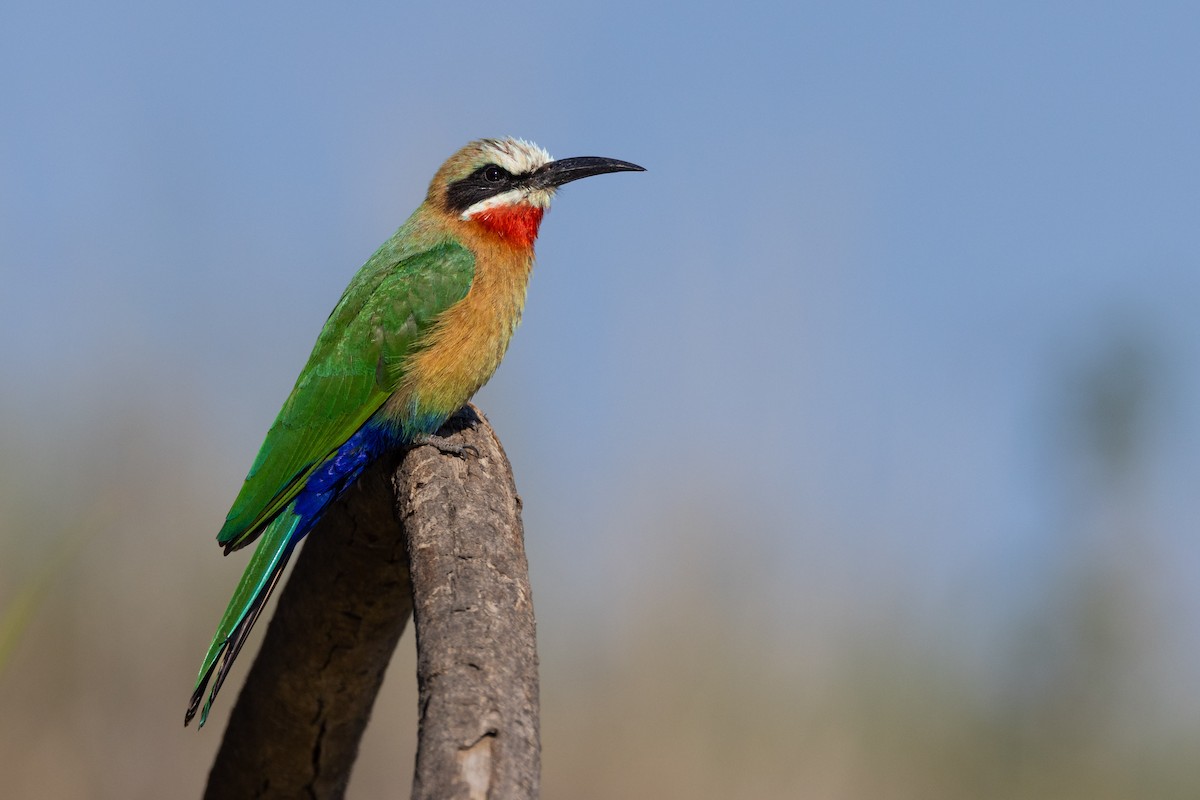 White-fronted Bee-eater - ML620919369