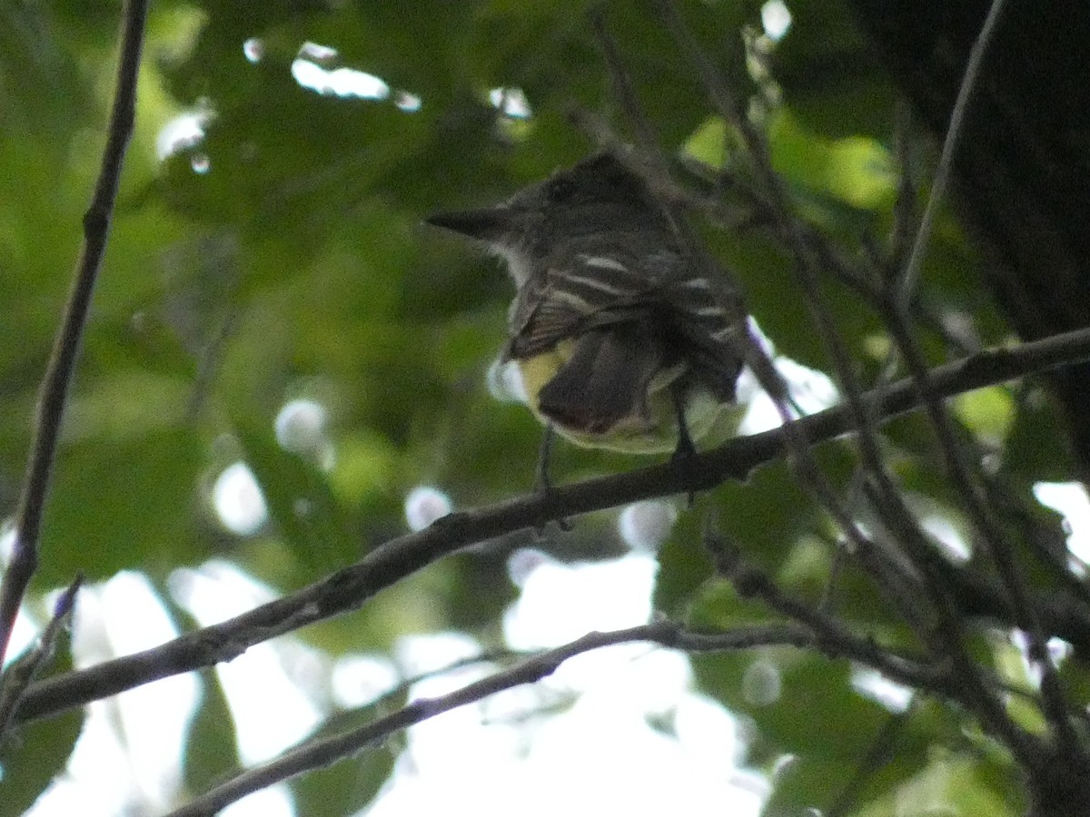 Great Crested Flycatcher - ML620919386