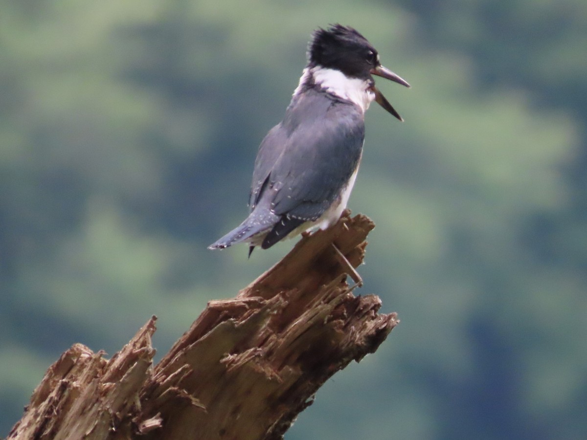 Belted Kingfisher - ML620919399