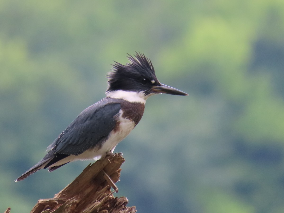 Belted Kingfisher - ML620919400