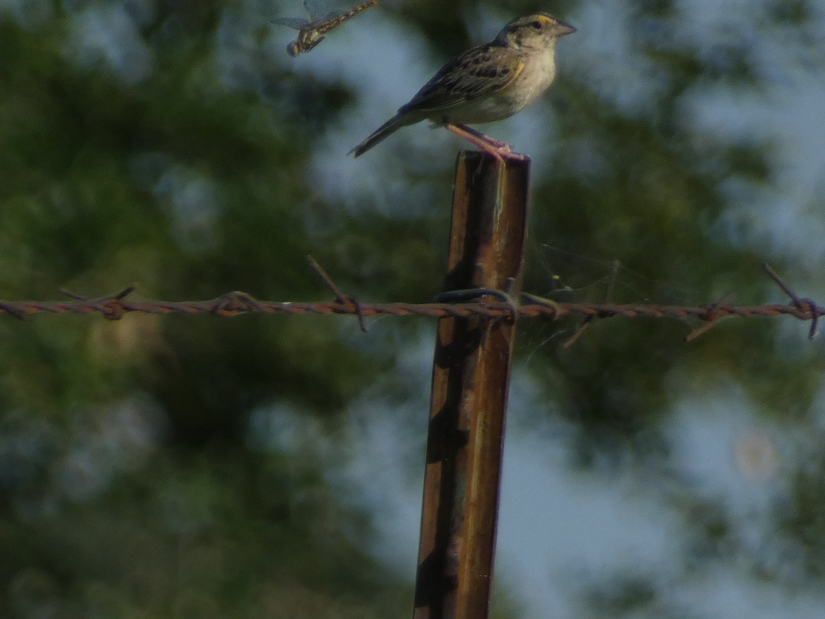 Grasshopper Sparrow - ML620919419