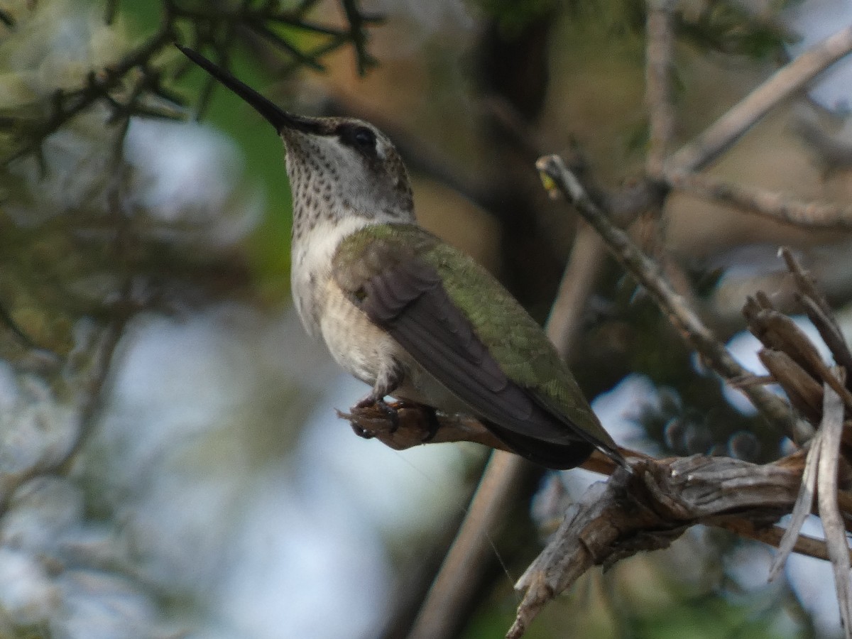 Black-chinned Hummingbird - ML620919435