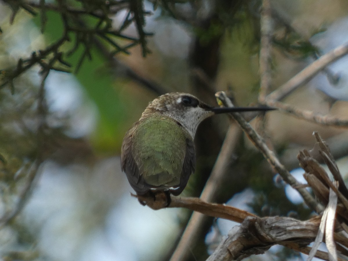 Black-chinned Hummingbird - ML620919437