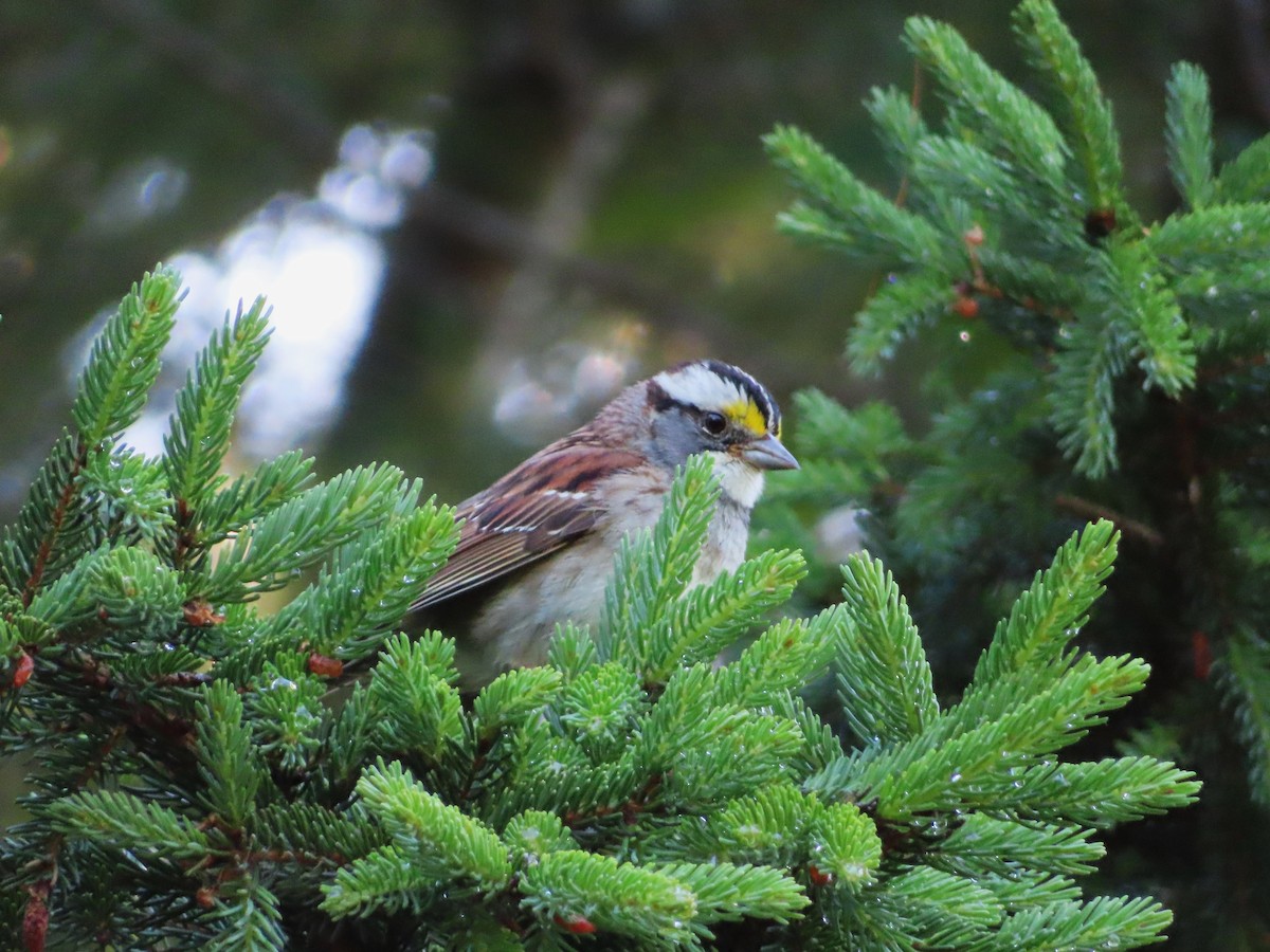 White-throated Sparrow - ML620919441