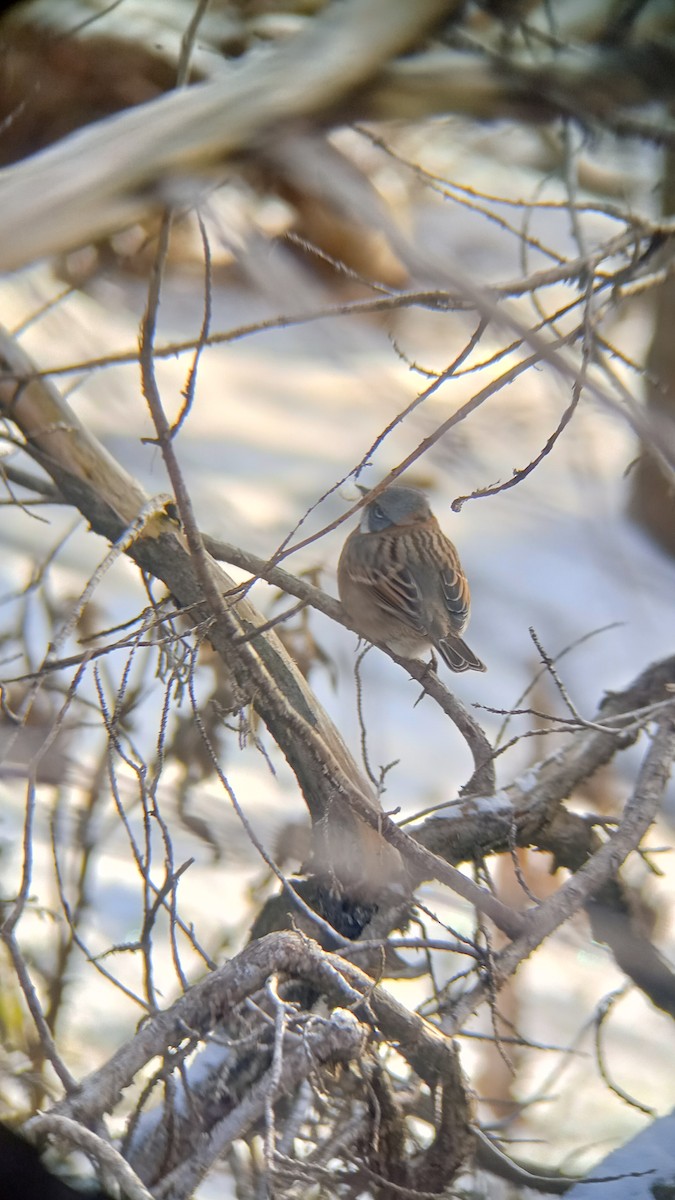 Rufous-collared Sparrow - ML620919450