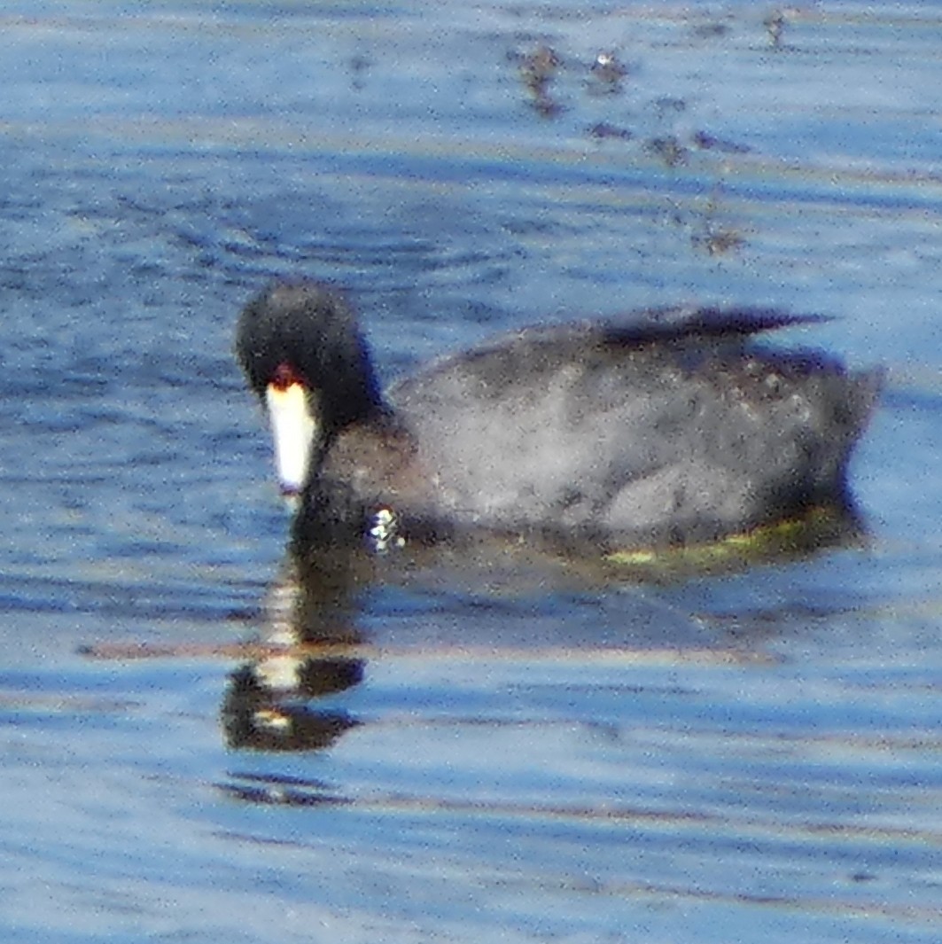 American Coot (Red-shielded) - ML620919476