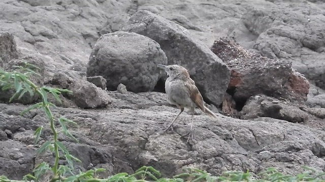 Striated Grassbird - ML620919482