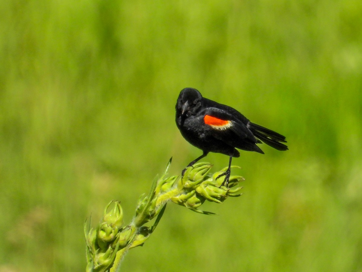 Red-winged Blackbird - ML620919579