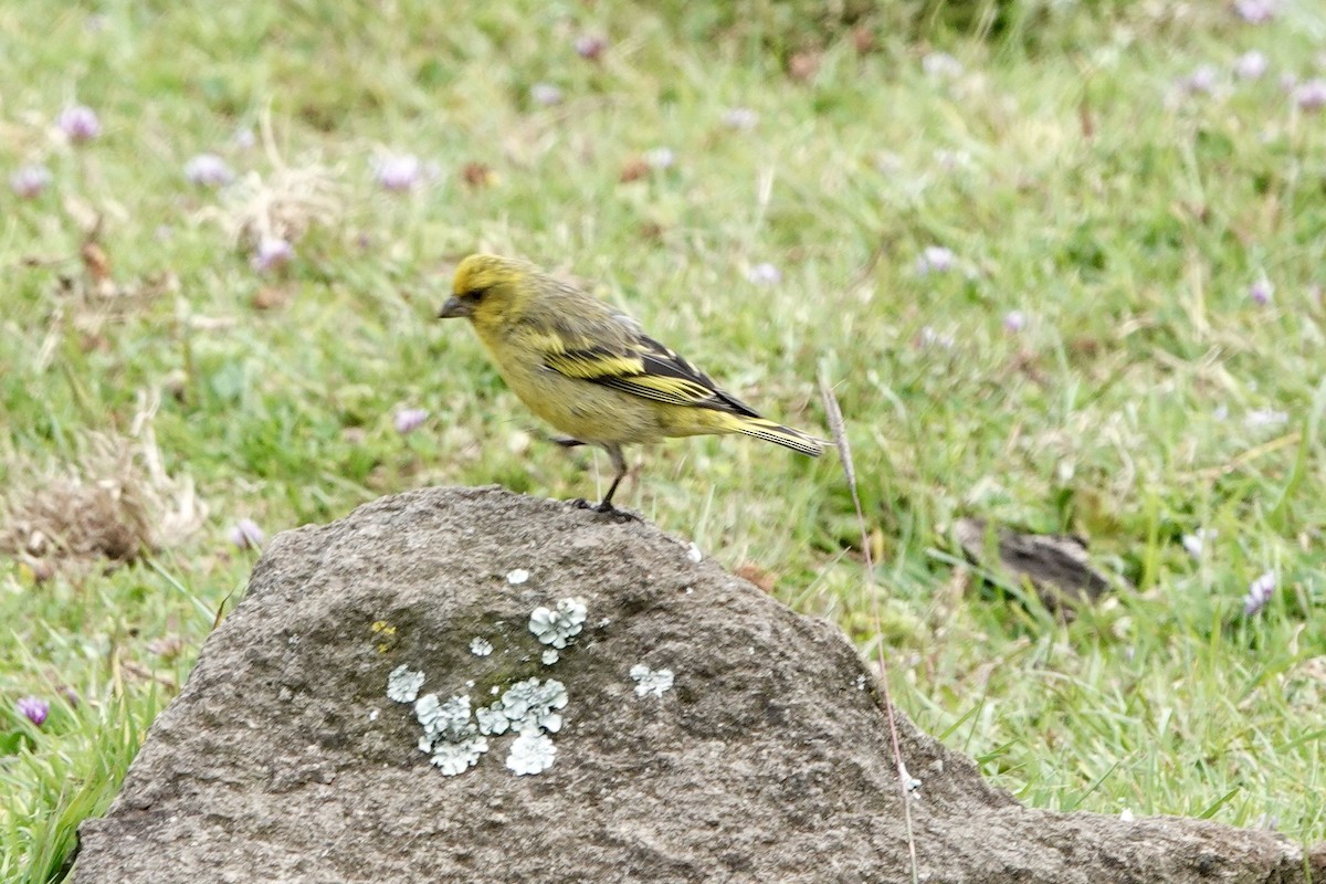 Yellow-crowned Canary - ML620919620