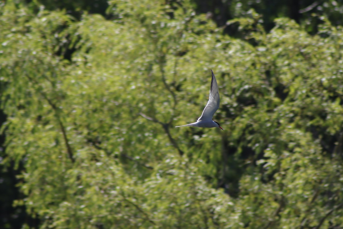 Common Tern - ML620919641