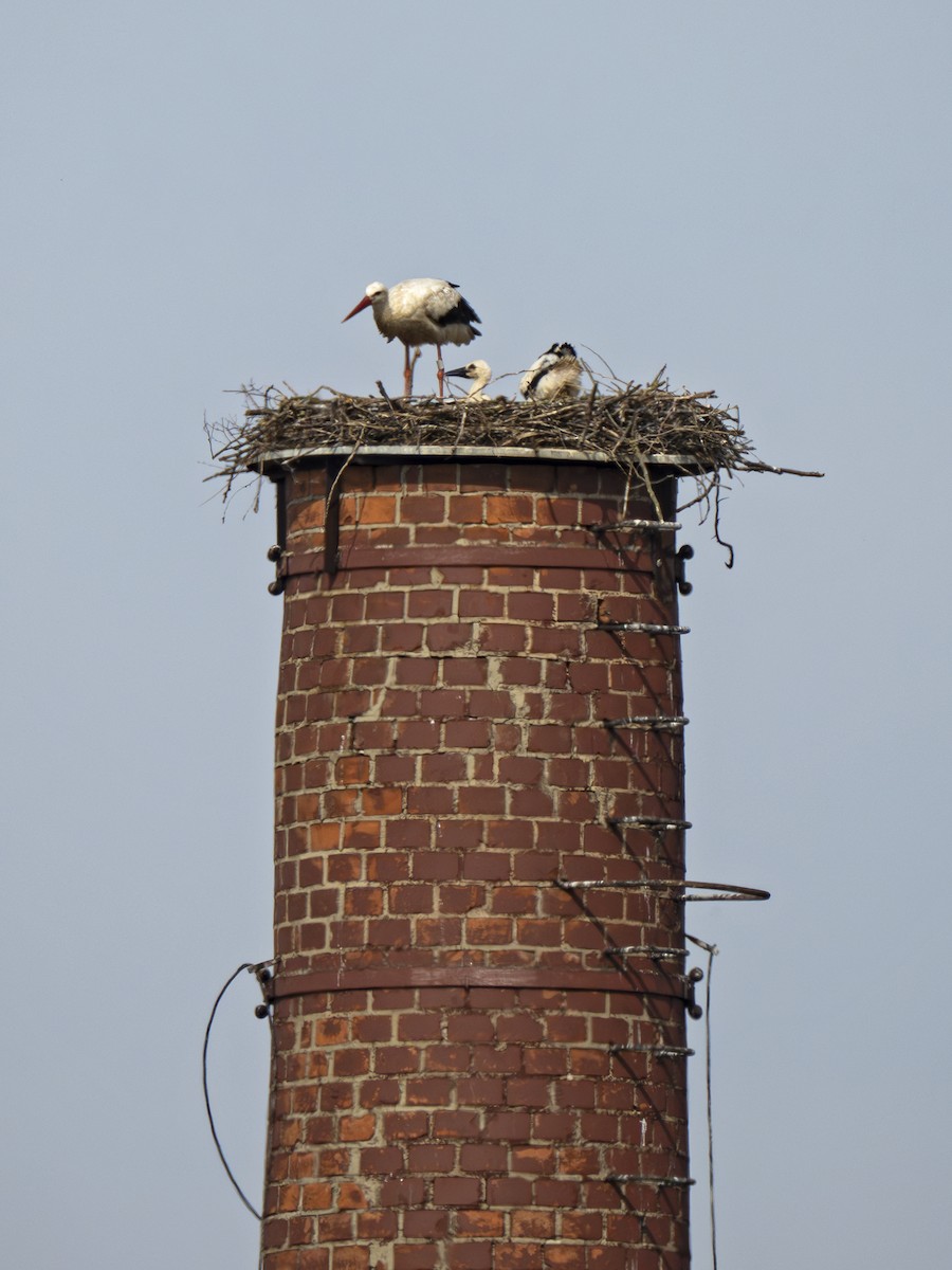 White Stork - ML620919647