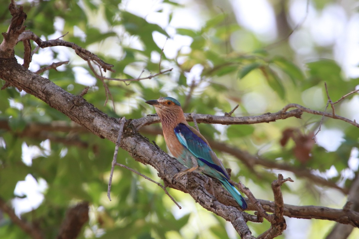 Indian Roller - ML620919732