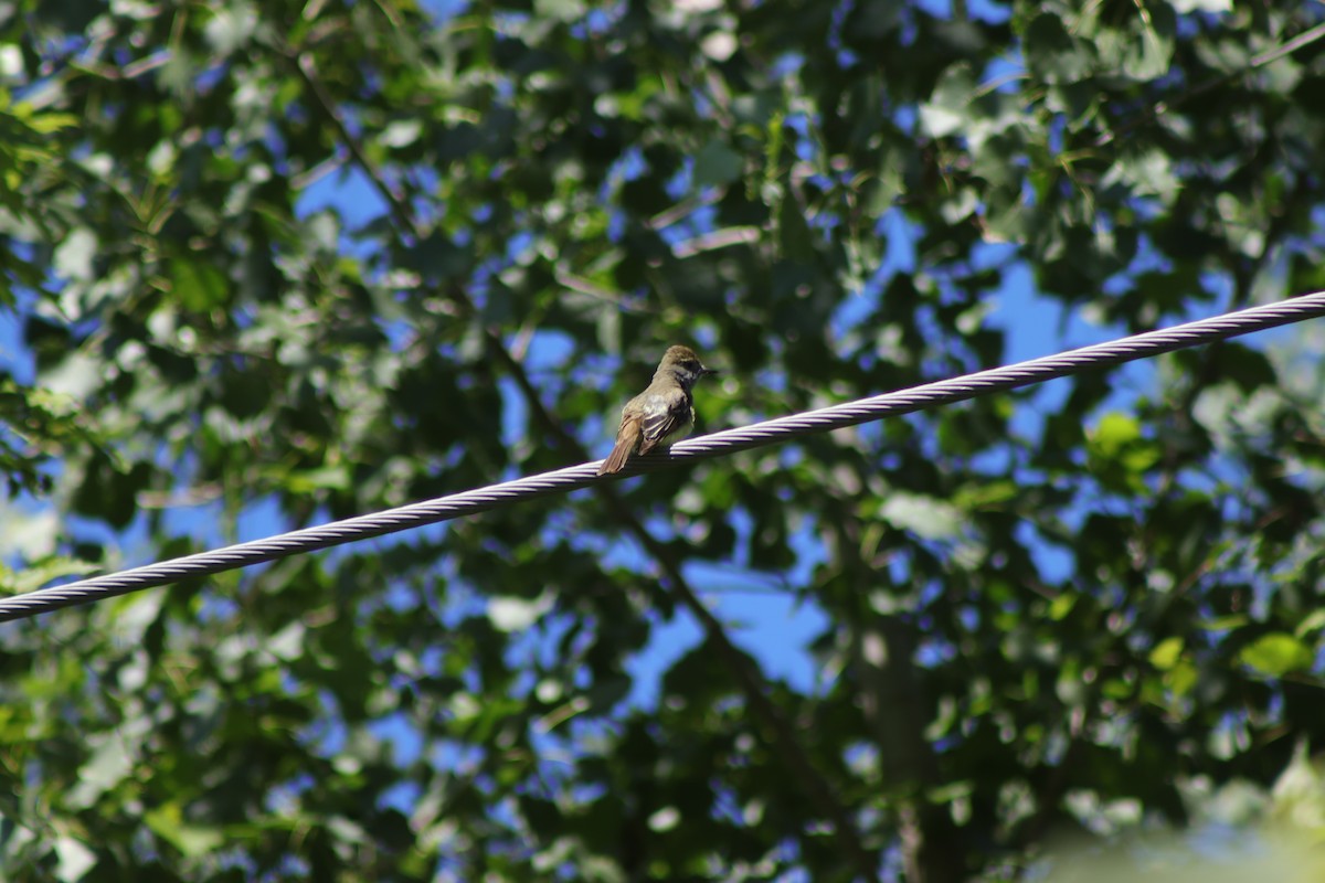 Great Crested Flycatcher - ML620919738