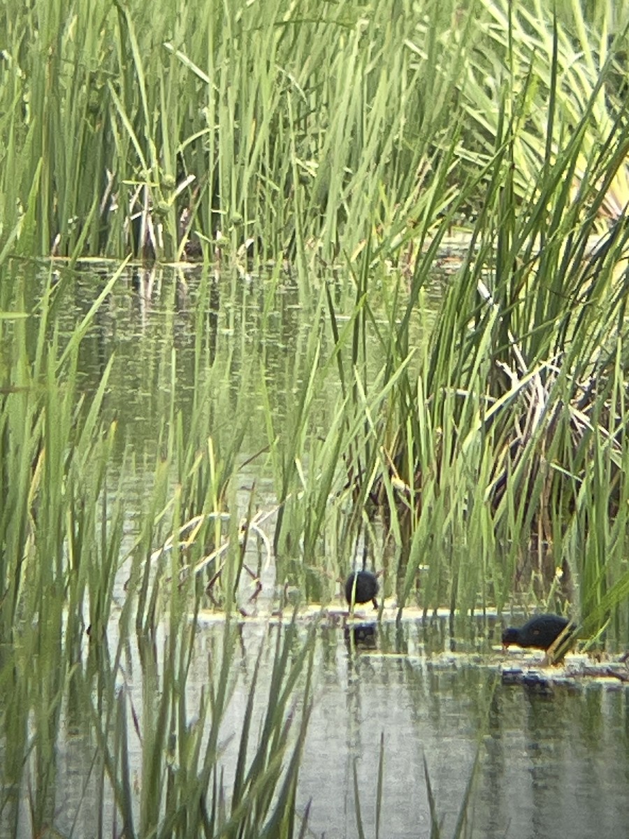 Common Gallinule - ML620919758