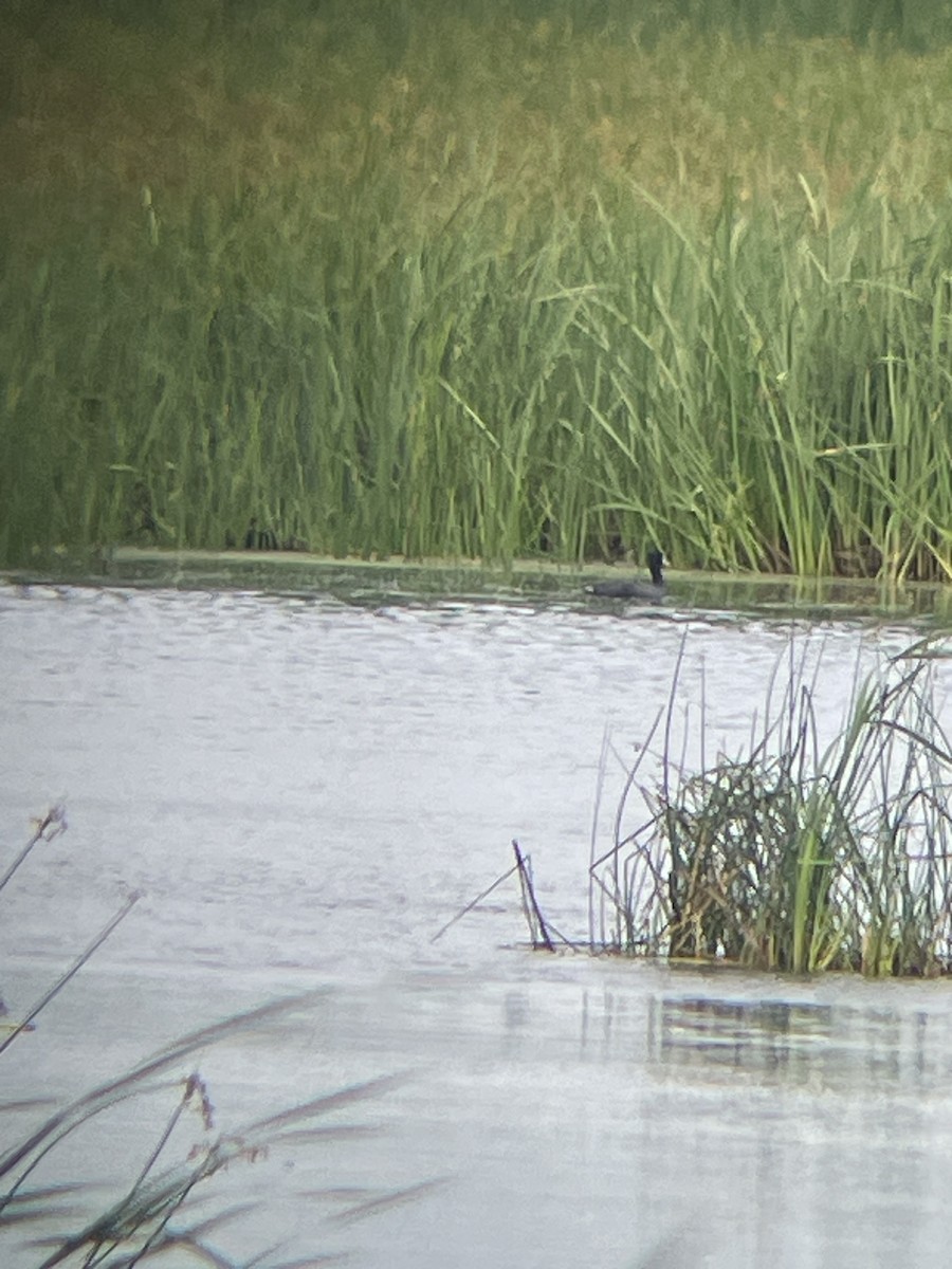 American Coot - ML620919785