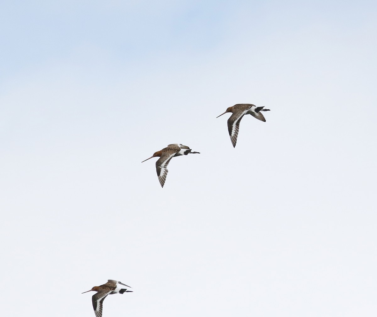 Black-tailed Godwit - Michael  Heron
