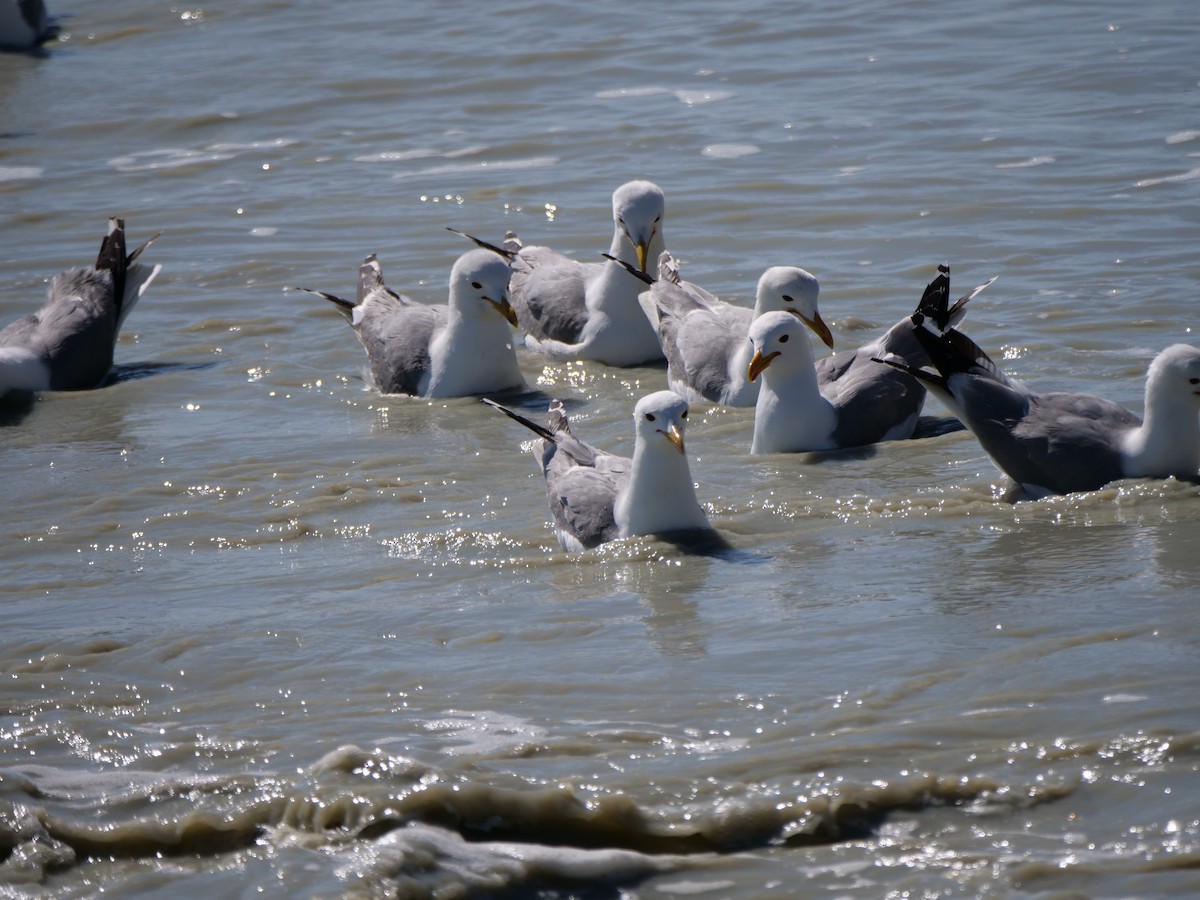 California Gull (californicus) - ML620919816