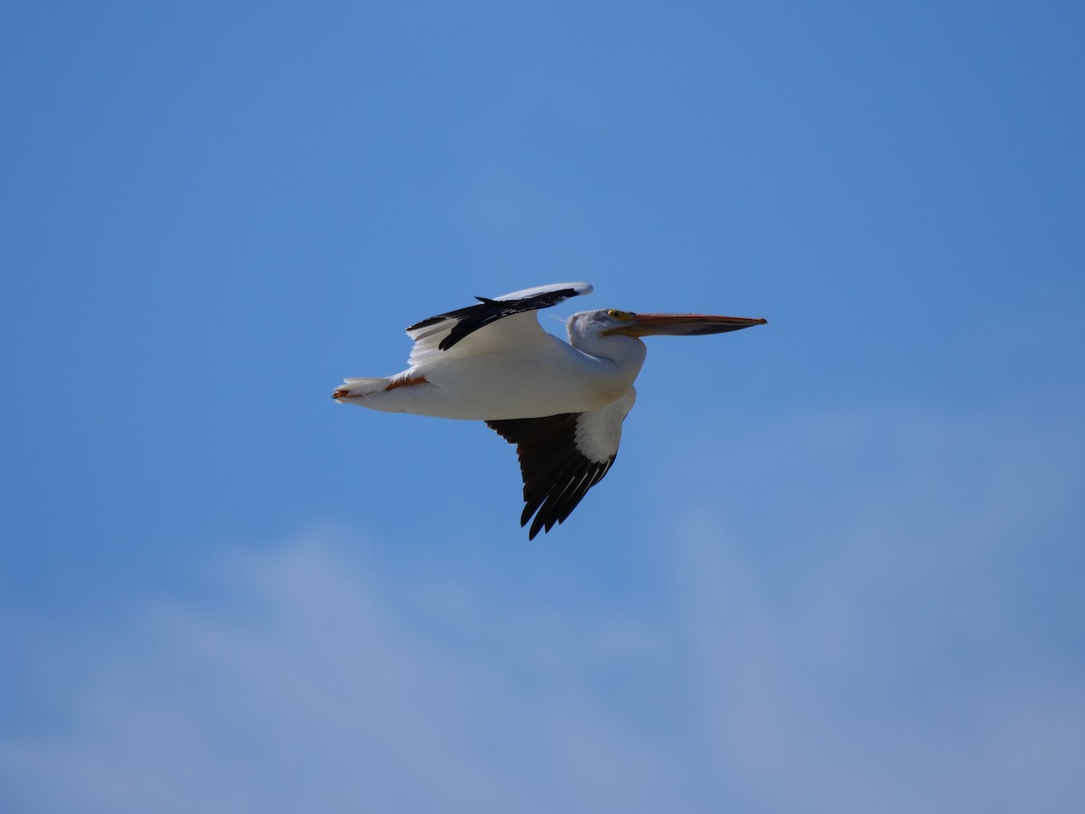 American White Pelican - ML620919825