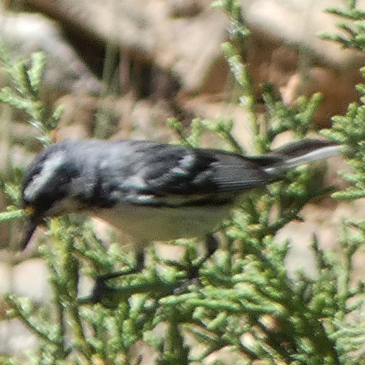 Black-throated Gray Warbler - ML620919828
