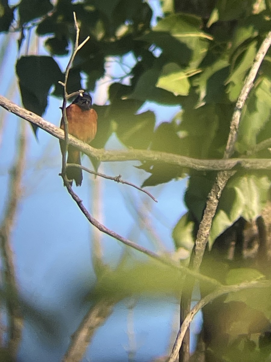 Orchard Oriole - ML620919834