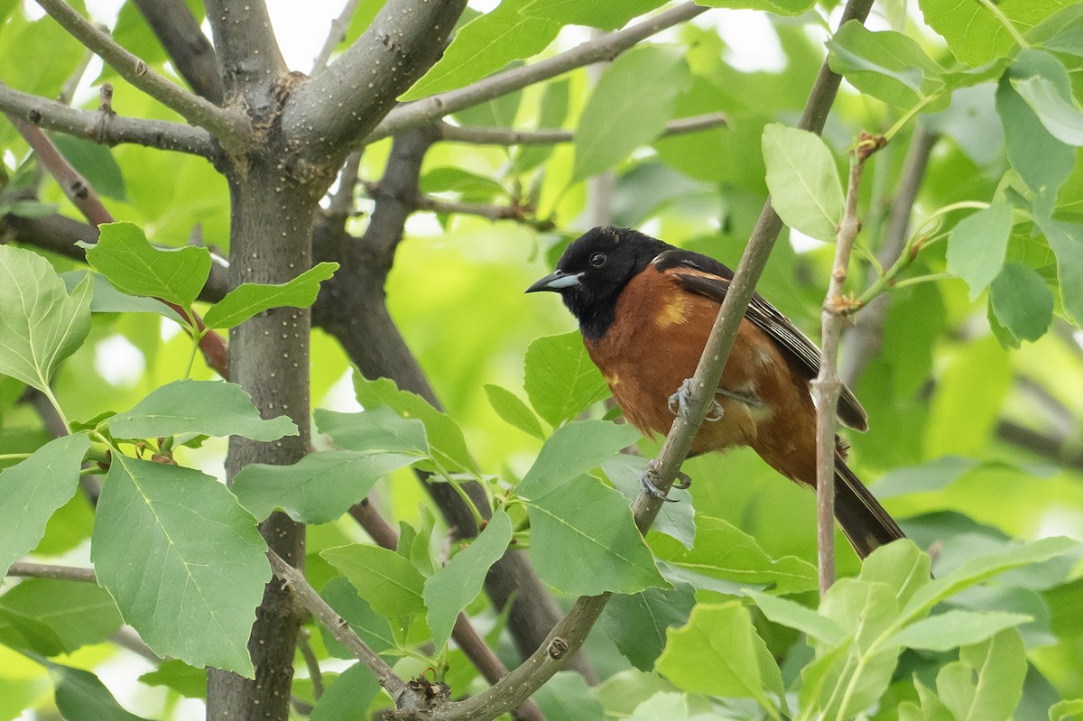 Orchard Oriole - ML620919851