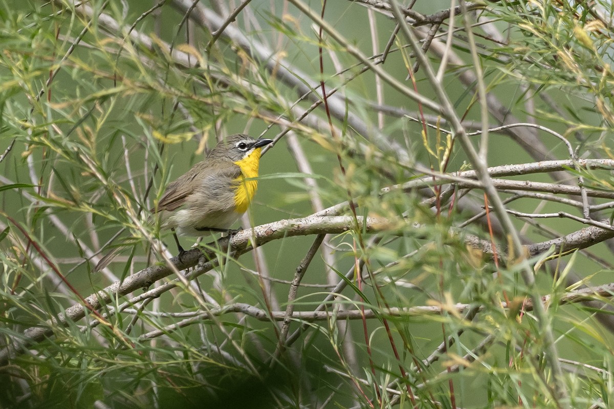 Yellow-breasted Chat - ML620919859