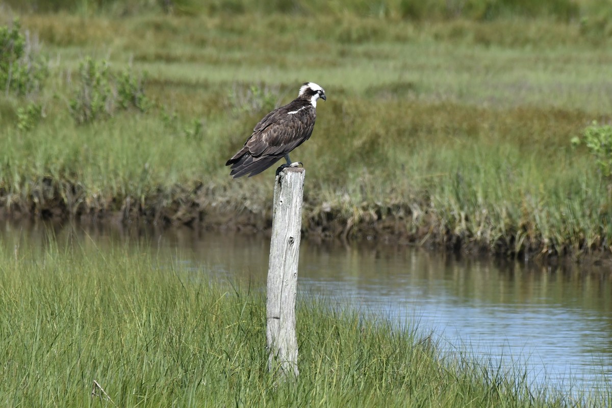 Balbuzard pêcheur - ML620919885