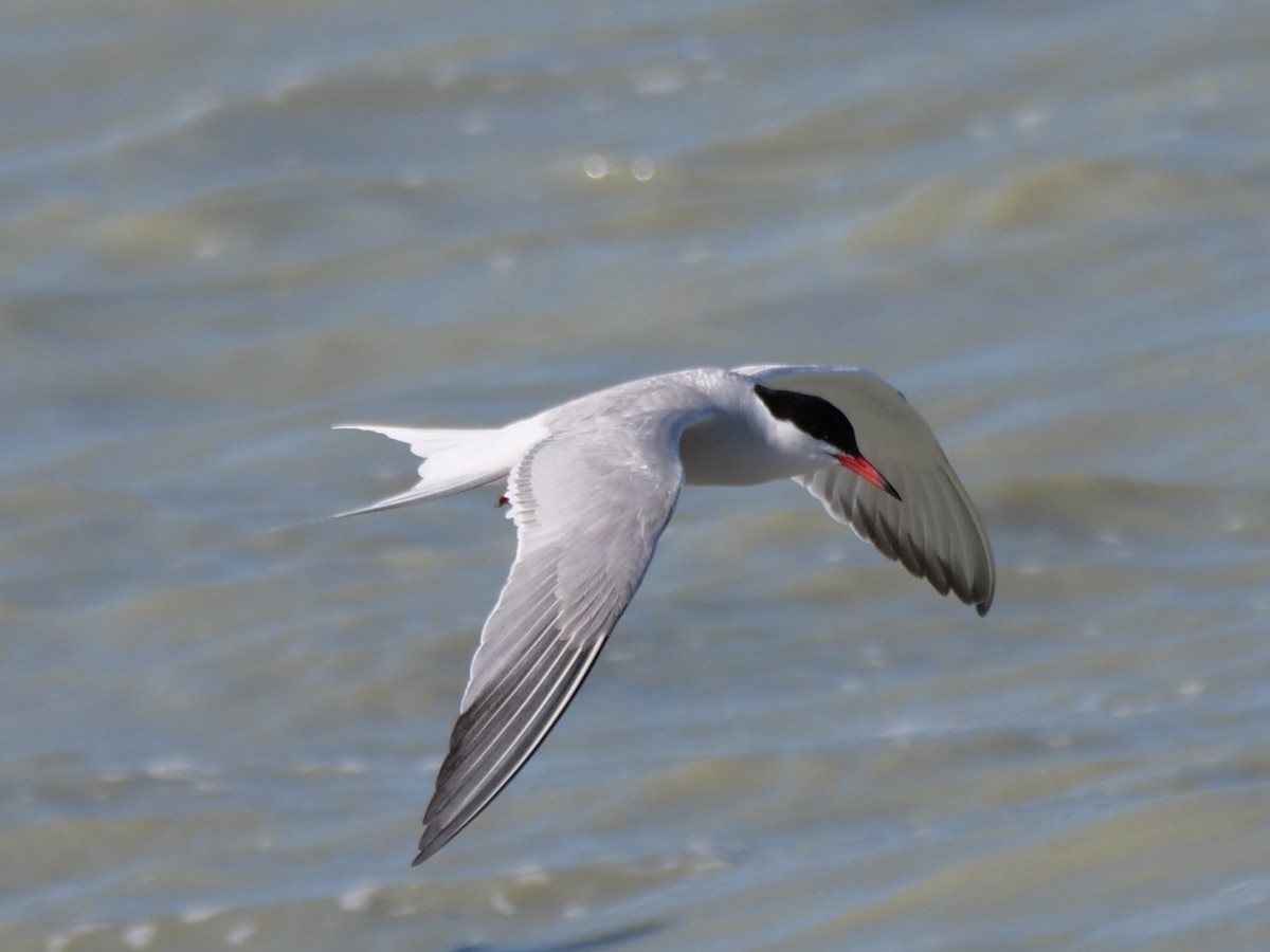 Common Tern - ML620919894