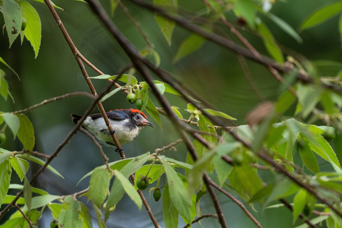 Scarlet-backed Flowerpecker - ML620919901