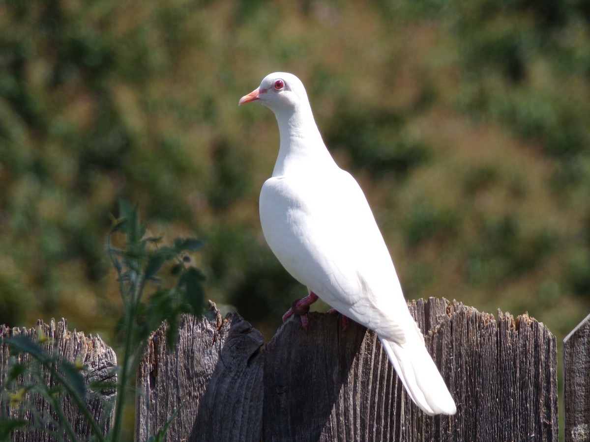 Rock Pigeon (Feral Pigeon) - ML620919909