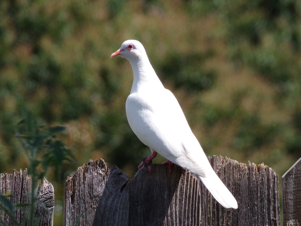 Rock Pigeon (Feral Pigeon) - ML620919910
