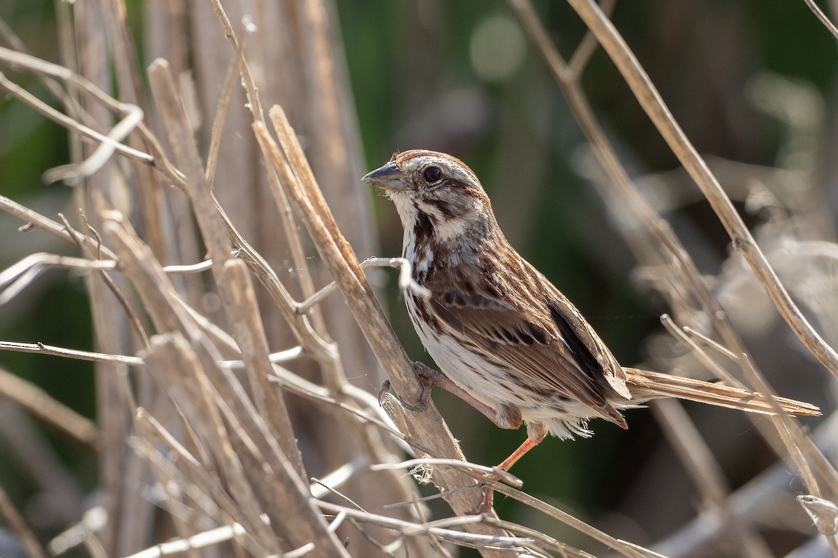 Song Sparrow (melodia/atlantica) - ML620919919