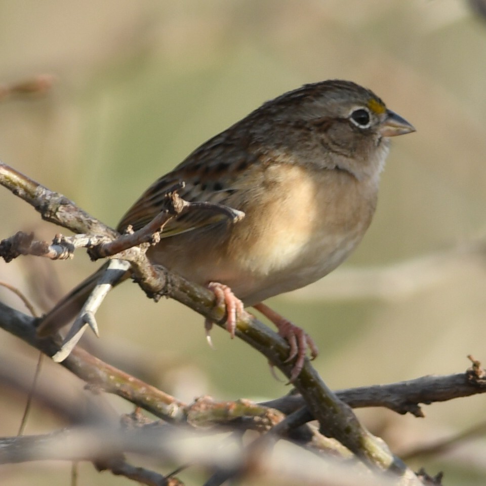 Grassland Sparrow - ML620919920