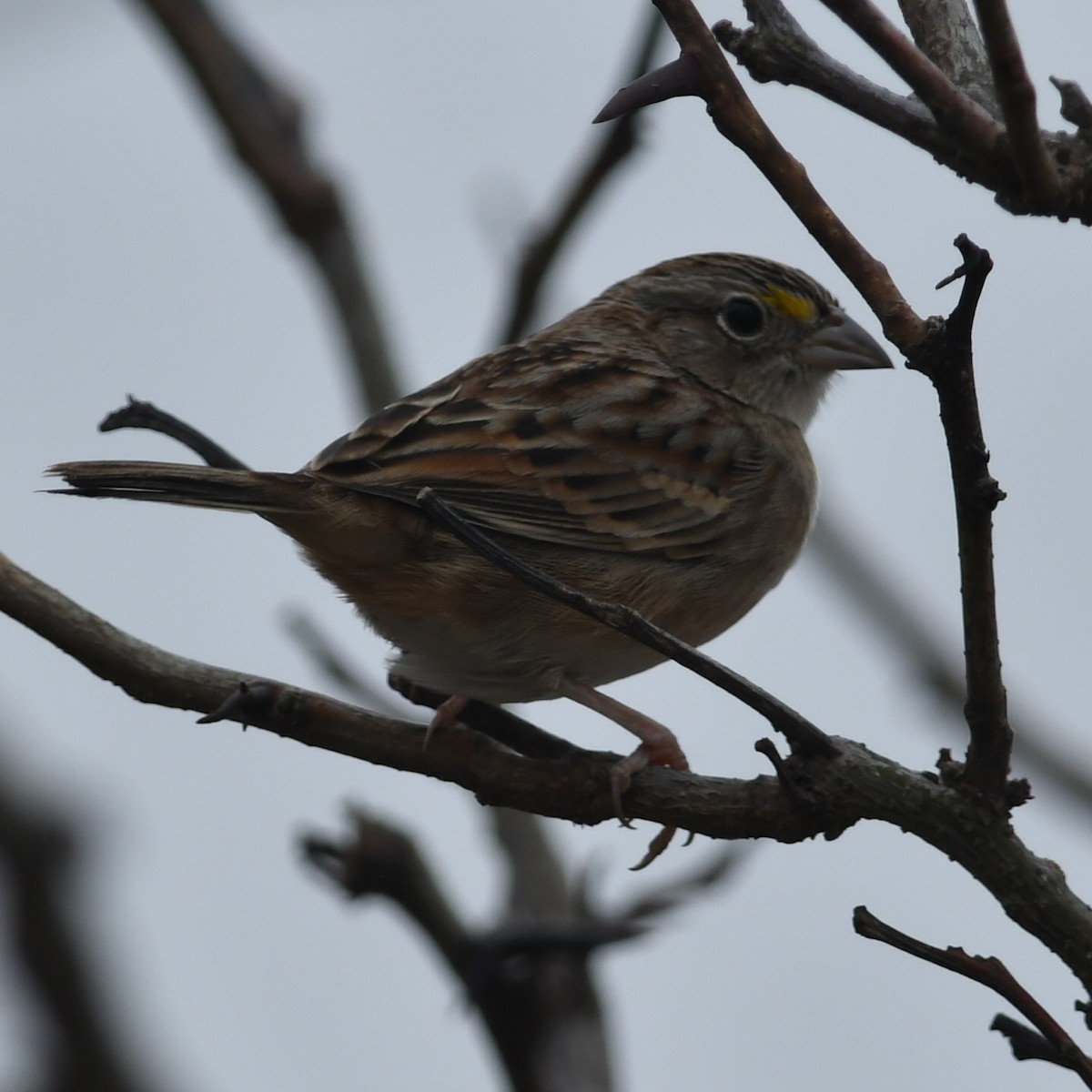 Grassland Sparrow - ML620919925