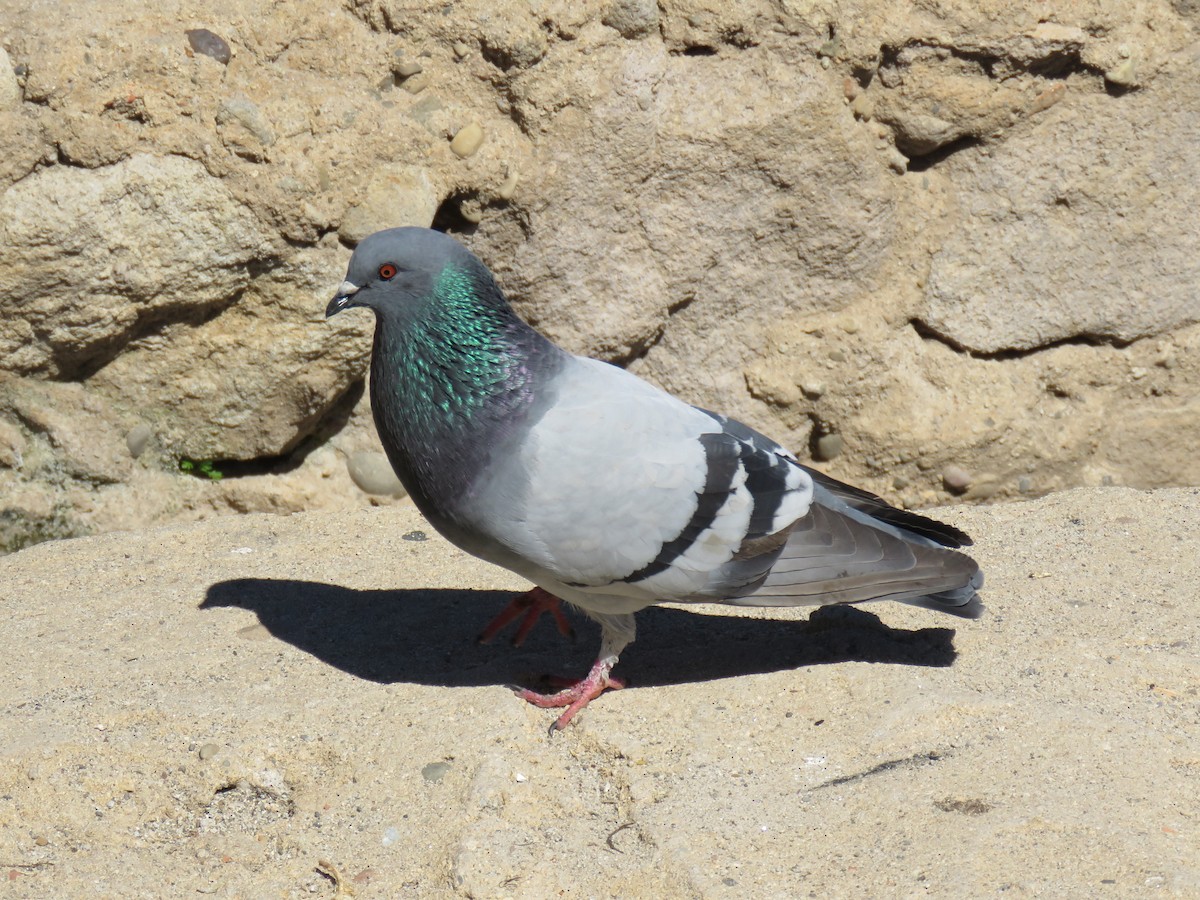 Rock Pigeon (Feral Pigeon) - ML620919926