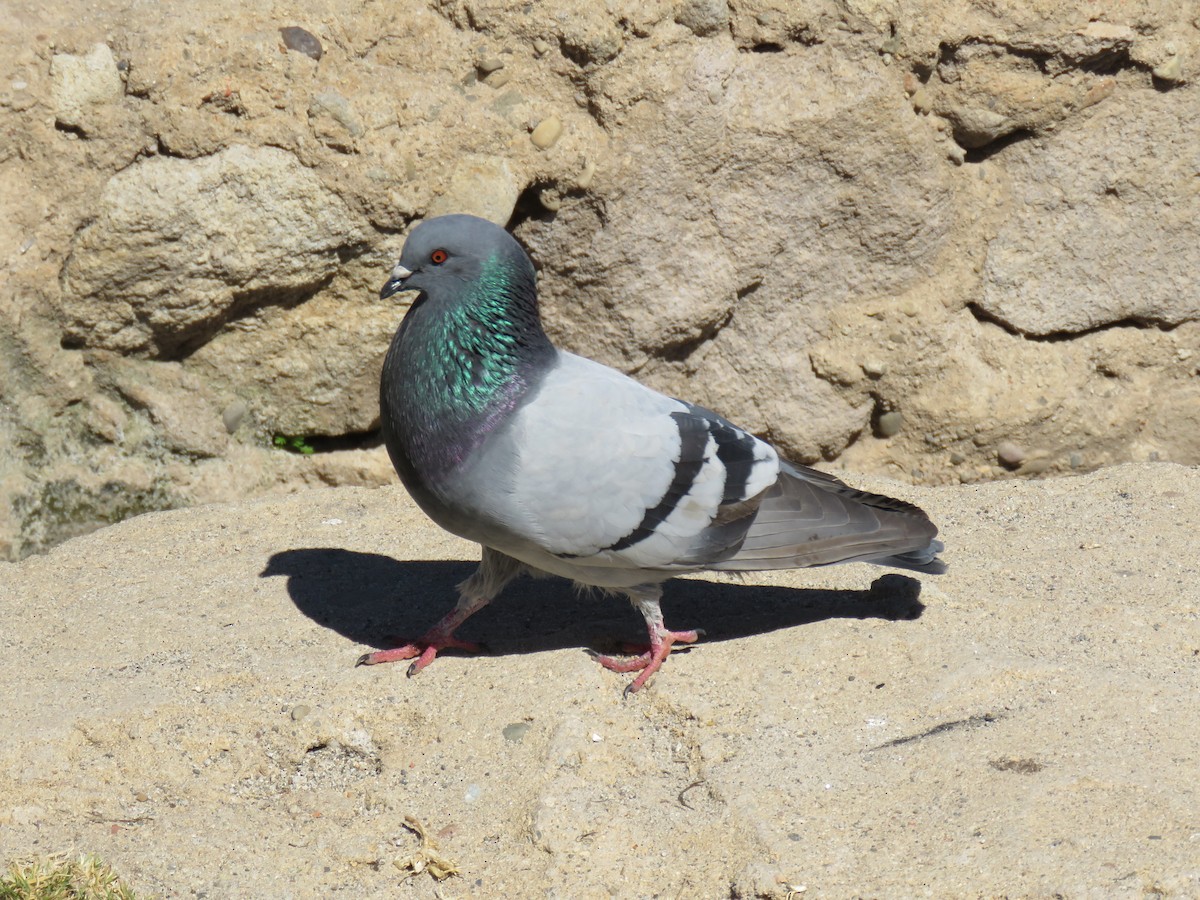 Rock Pigeon (Feral Pigeon) - ML620919927