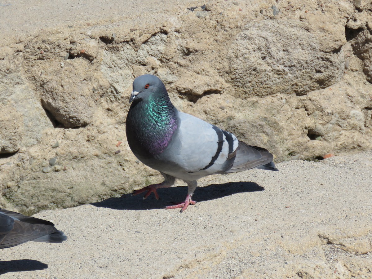 Rock Pigeon (Feral Pigeon) - ML620919928