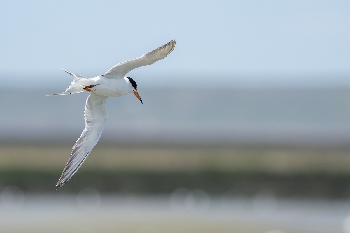 Forster's Tern - Joshua Covill