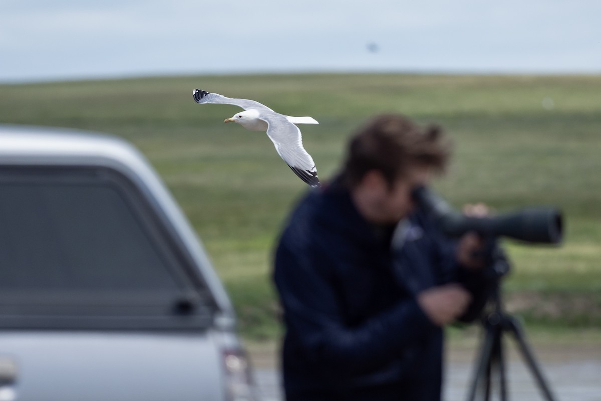 California Gull - ML620919952