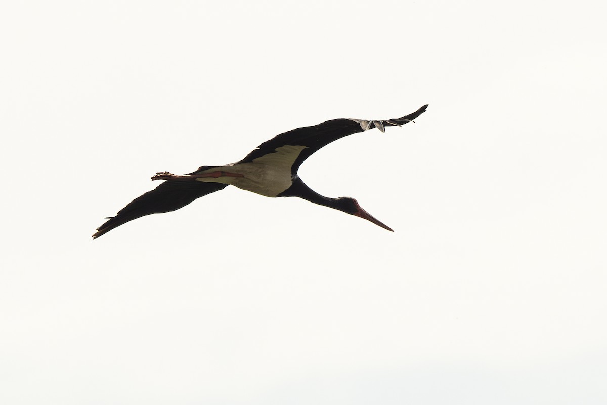 Black Stork - ML620919976