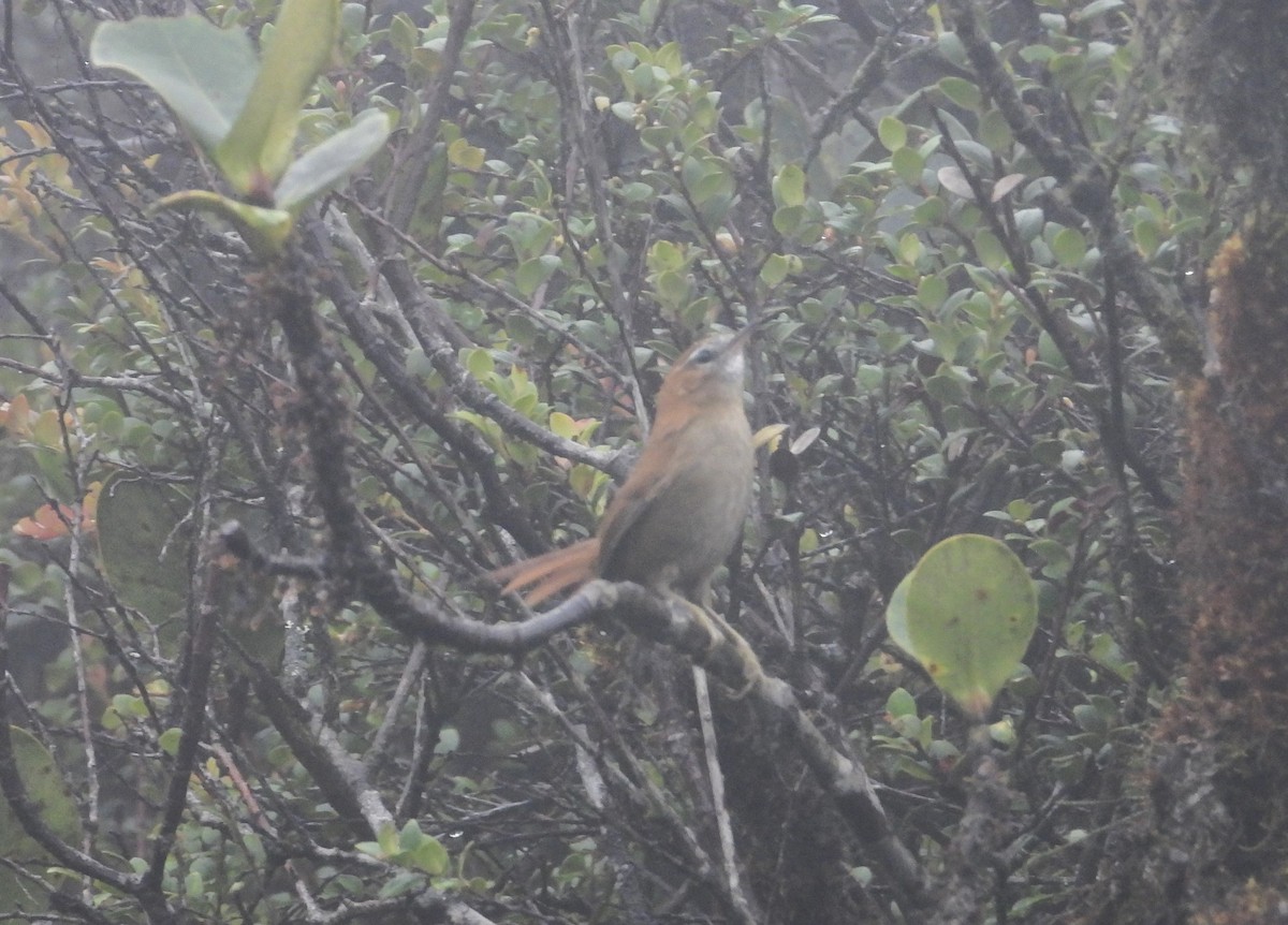 White-browed Spinetail - ML620919979