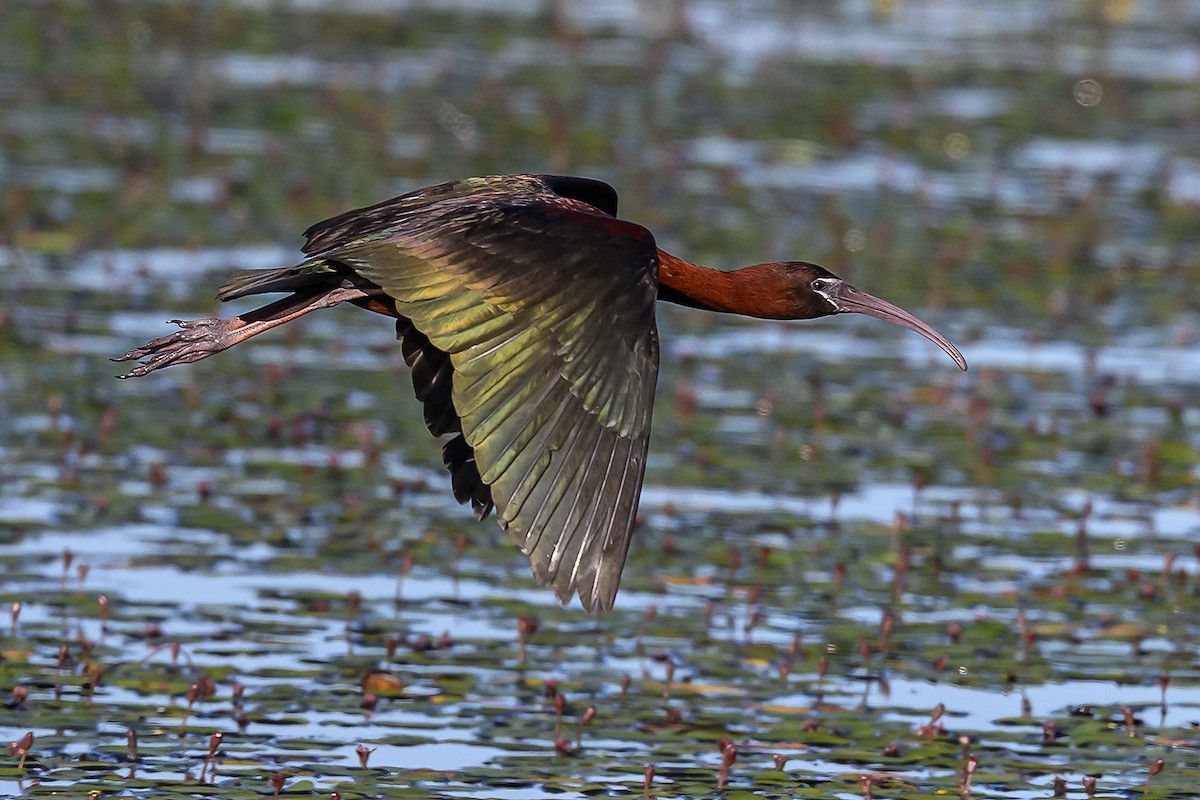 ibis hnědý - ML620920009