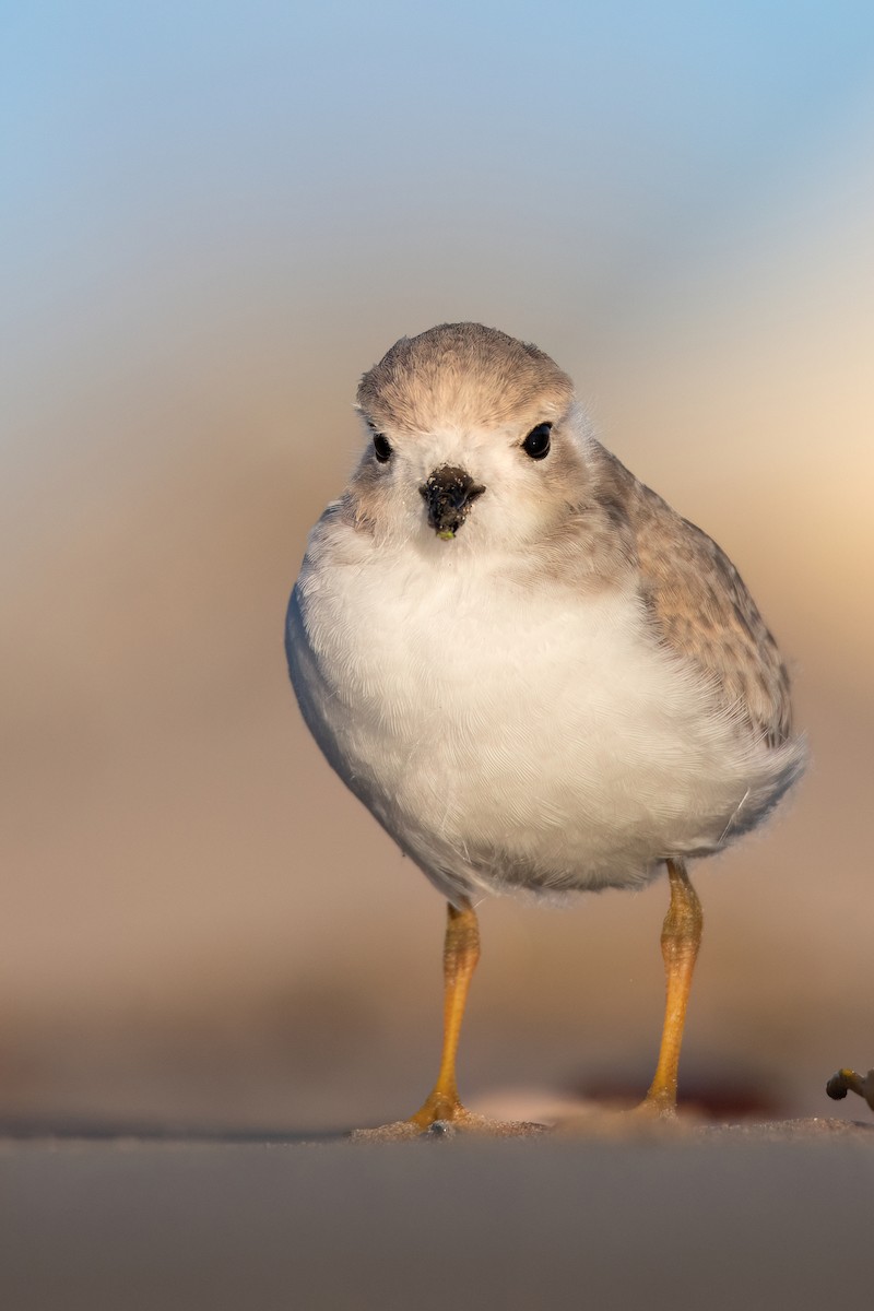 Piping Plover - ML620920013