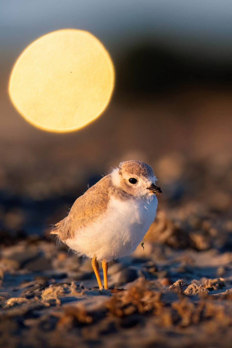Piping Plover - ML620920014