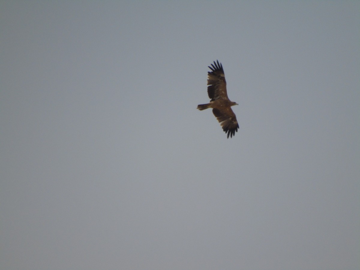 Águila Imperial Ibérica - ML620920024